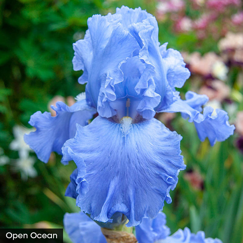 Heavenly Shades of Blue Iris Collection