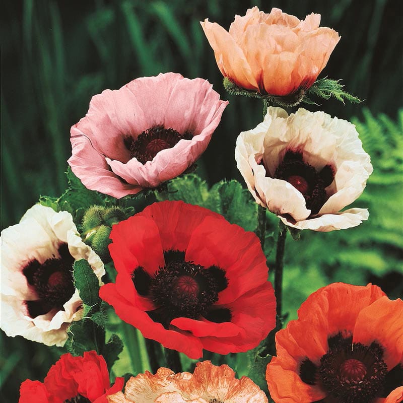 Mixed Oriental Poppies Spring Hill Nurseries
