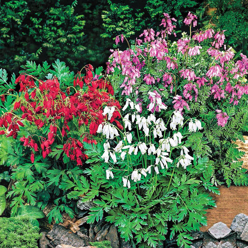 Buy Reblooming Dwarf Bleeding Heart Blend at Spring Hill Nursery