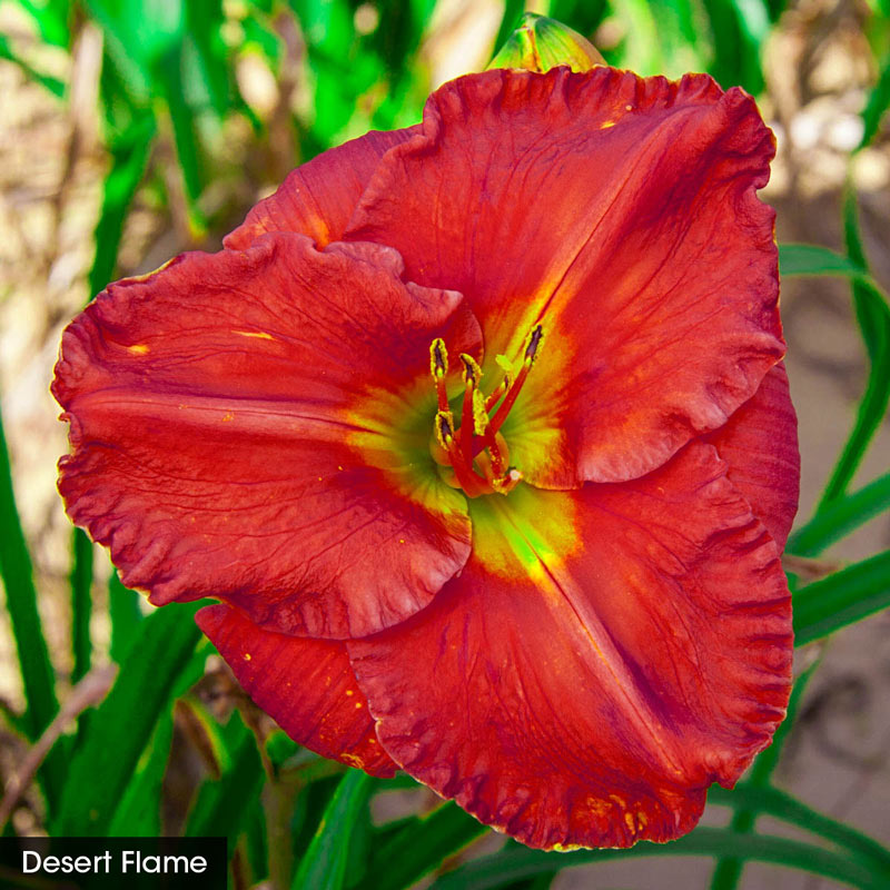 Reblooming Daylily Fall Classic Collection