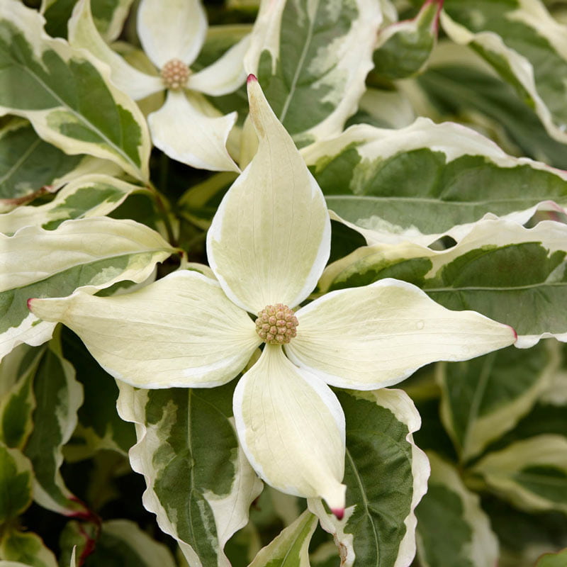 Image of Summer fun dogwood tree close up flowers