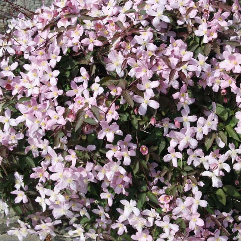 Clematis Pink Perfection