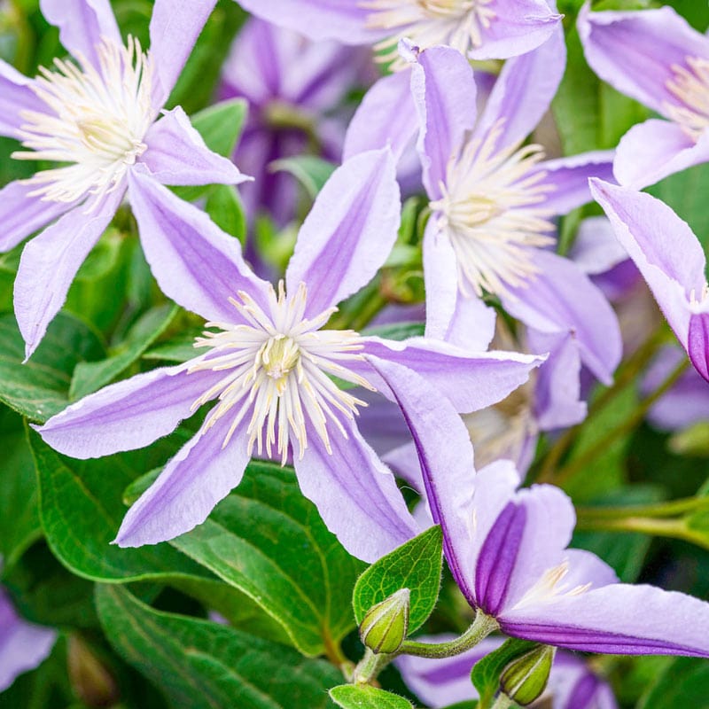 Clematis Star River