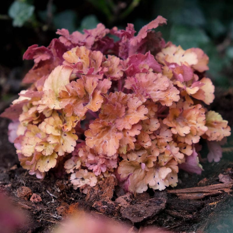 Frilly <sup>®</sup> Coral Bells