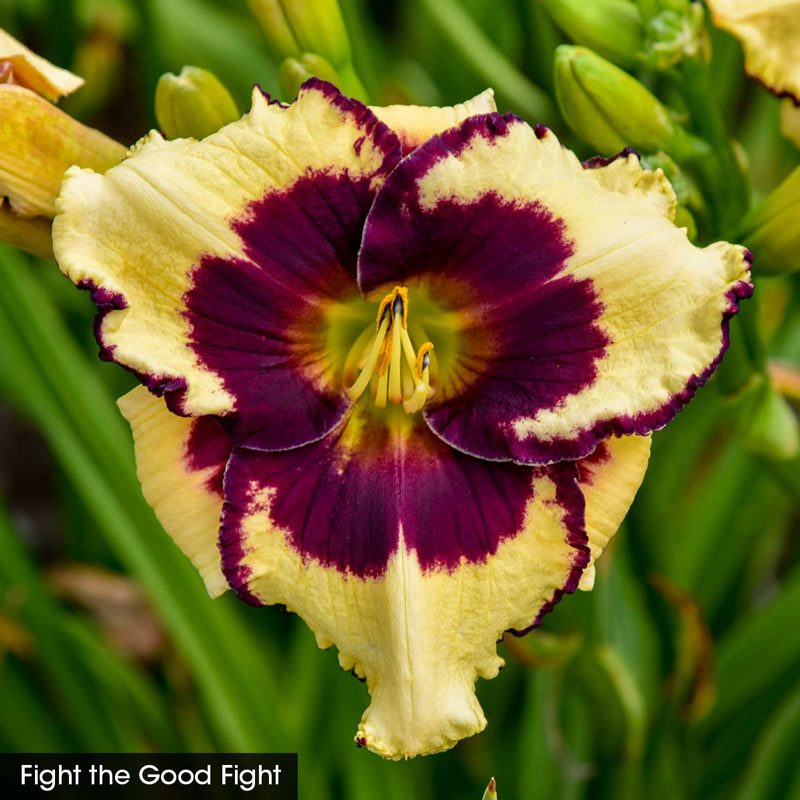 Reblooming Daylily Fall Classic Collection