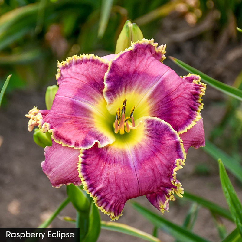 Reblooming Daylily Fall Select Collection