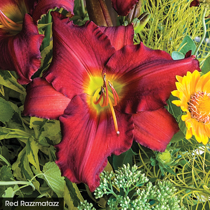 Reblooming Daylily Fall Select Collection