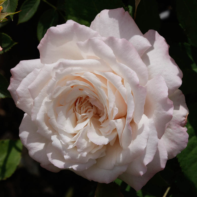 Belinda's Blush Shrub Rose