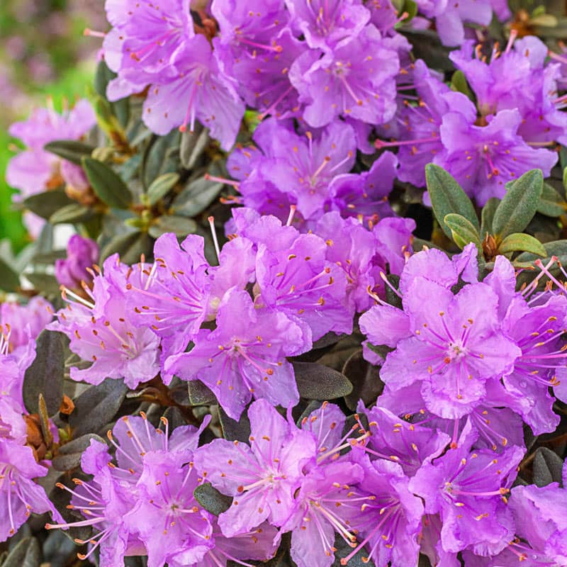 Ramapo Rhododendron