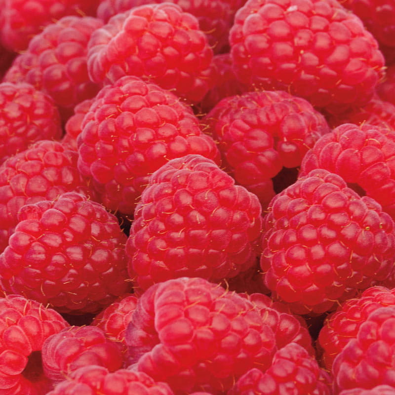 Sweet Repeat™ Red Raspberry