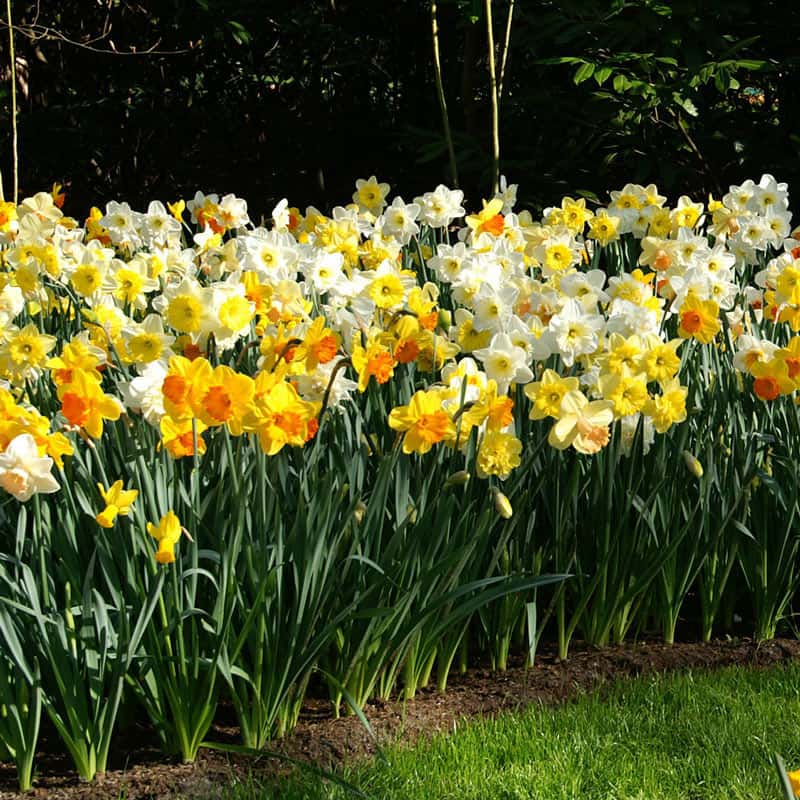 Giant Trumpet Daffodils For Naturalizing