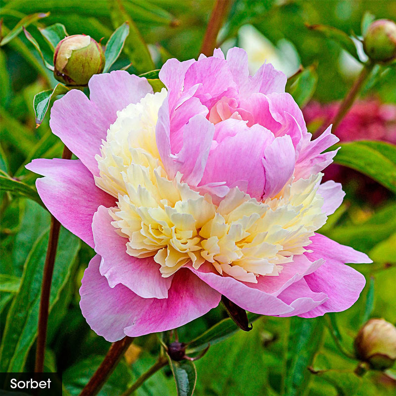 Most Fragrant Peony Collection