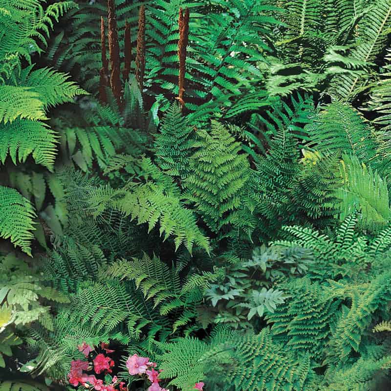 Buy Mixed Hardy Ferns at Spring Hill Nursery