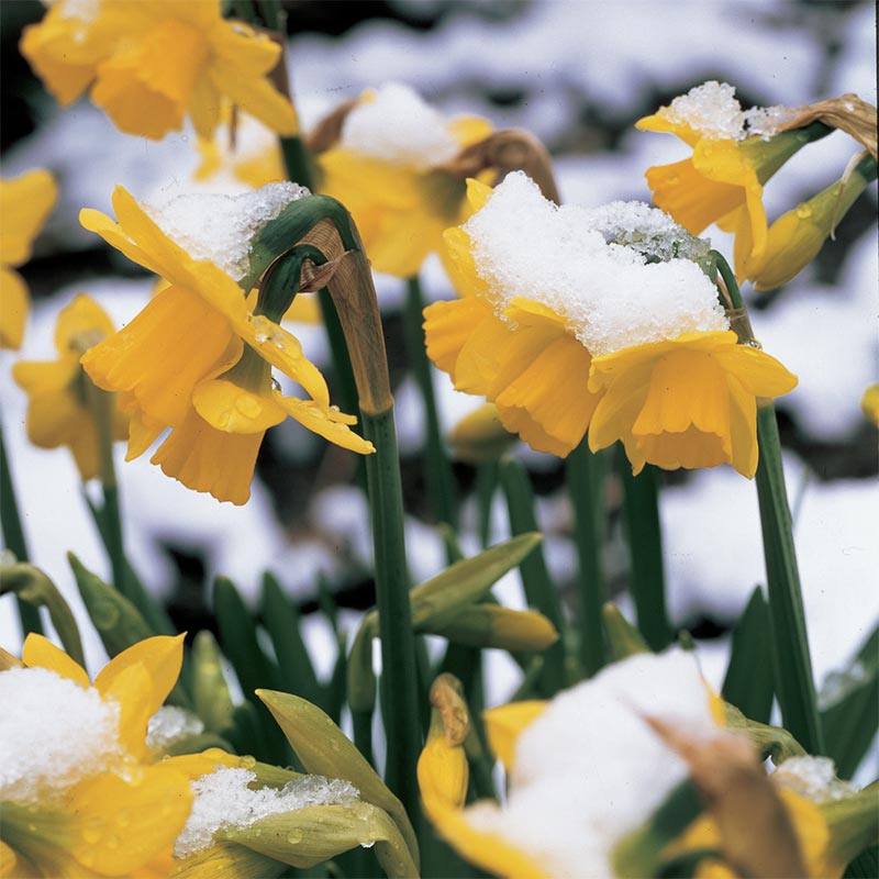 Tete-a-Tete Miniature Daffodil Bulbs, Narcissus