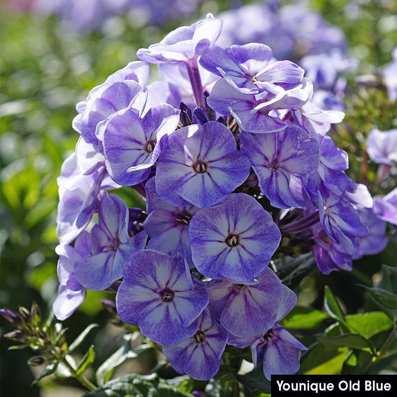 Summer Glow Tall Phlox Collection