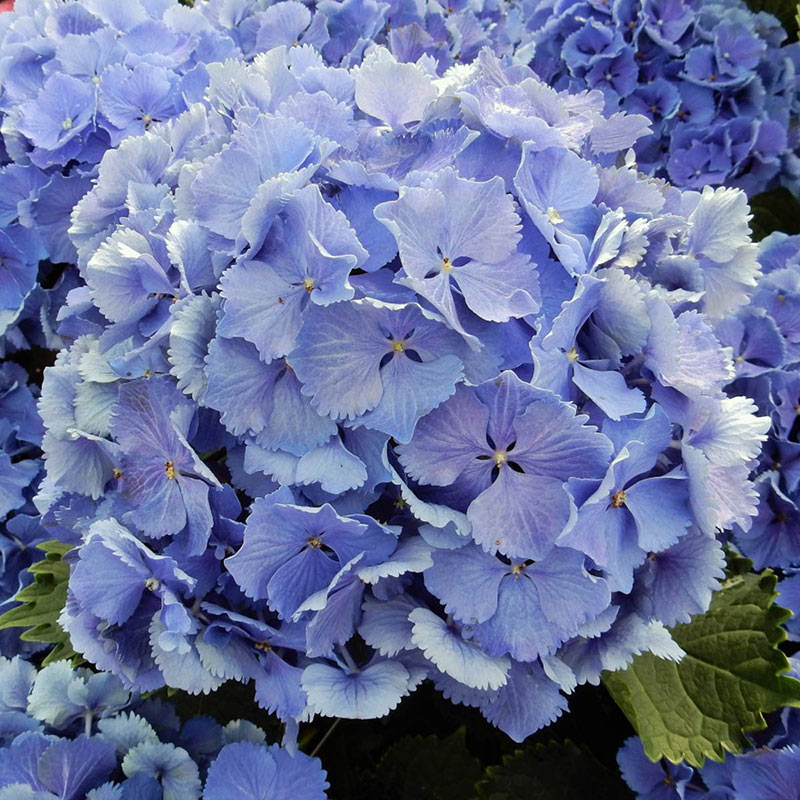 Magical<sup>®</sup> Bluebells Hydrangea