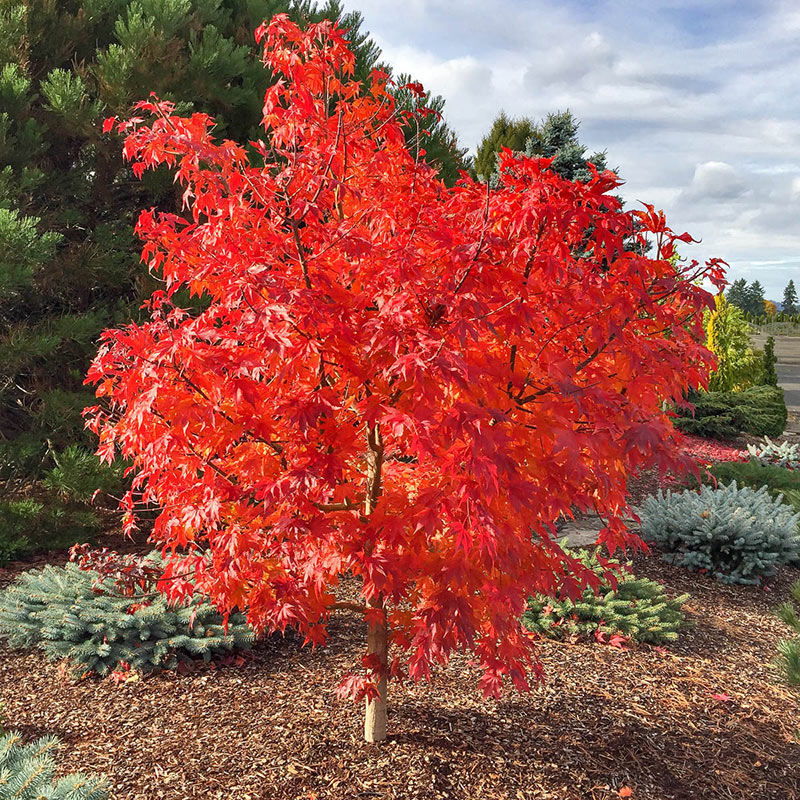 Final Fire Pacific Rim Maples Spring Hill