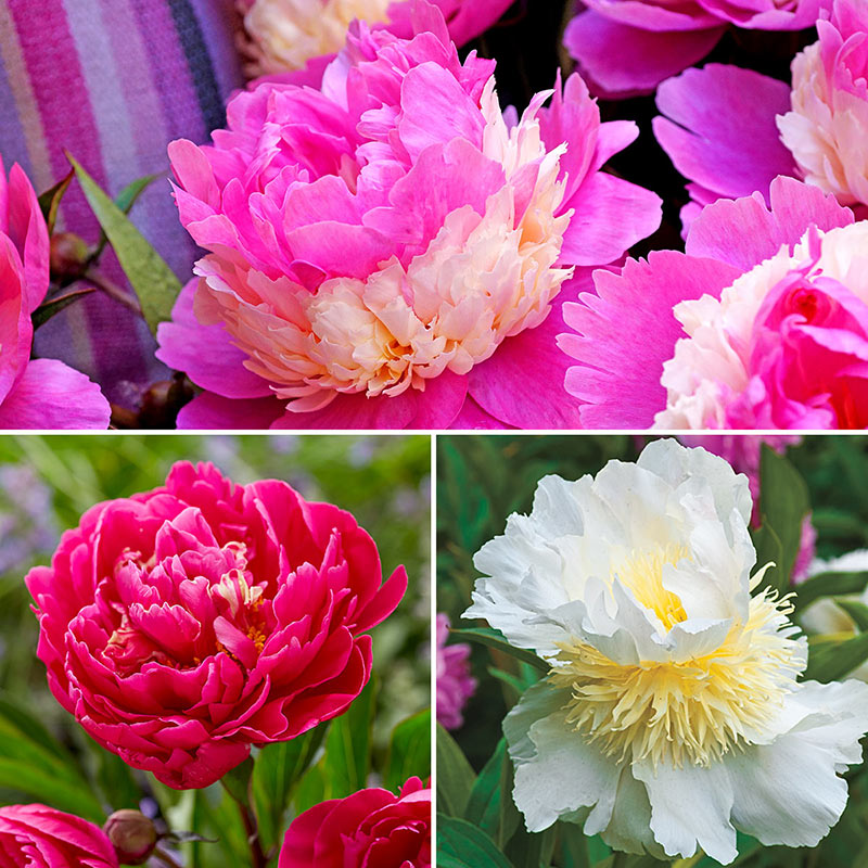 Bouquet Builders Peony Collection