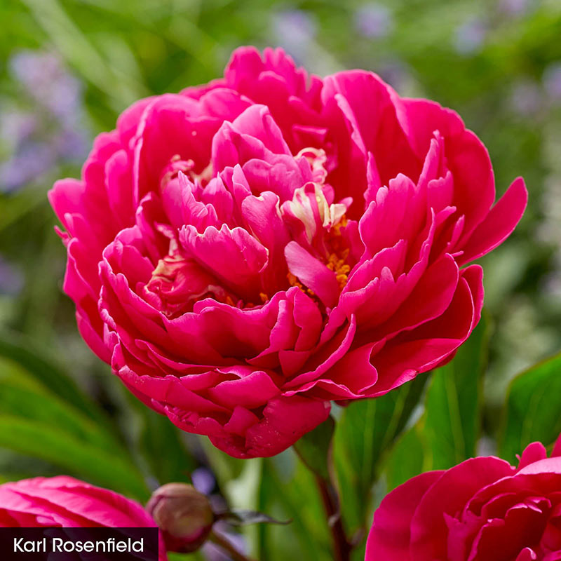 Bouquet Builders Peony Collection