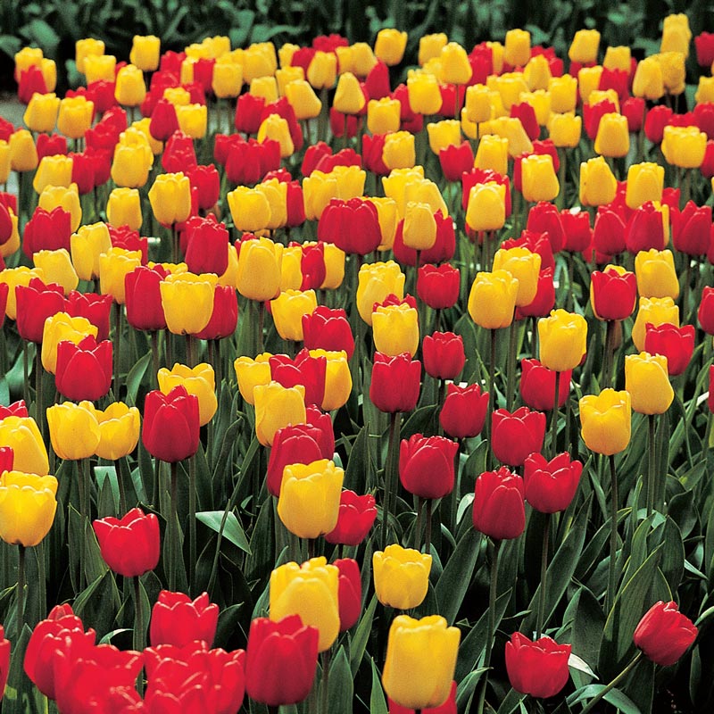 Apeldoorn & Golden Apeldoorn Tulip Combo