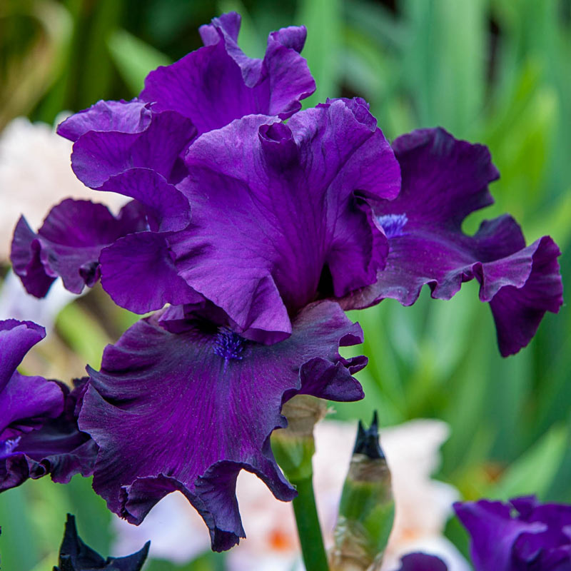 Bouquet Builders Royal Colors Iris Collection