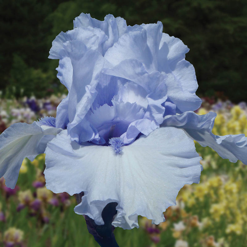 Bouquet Builders Royal Colors Iris Collection