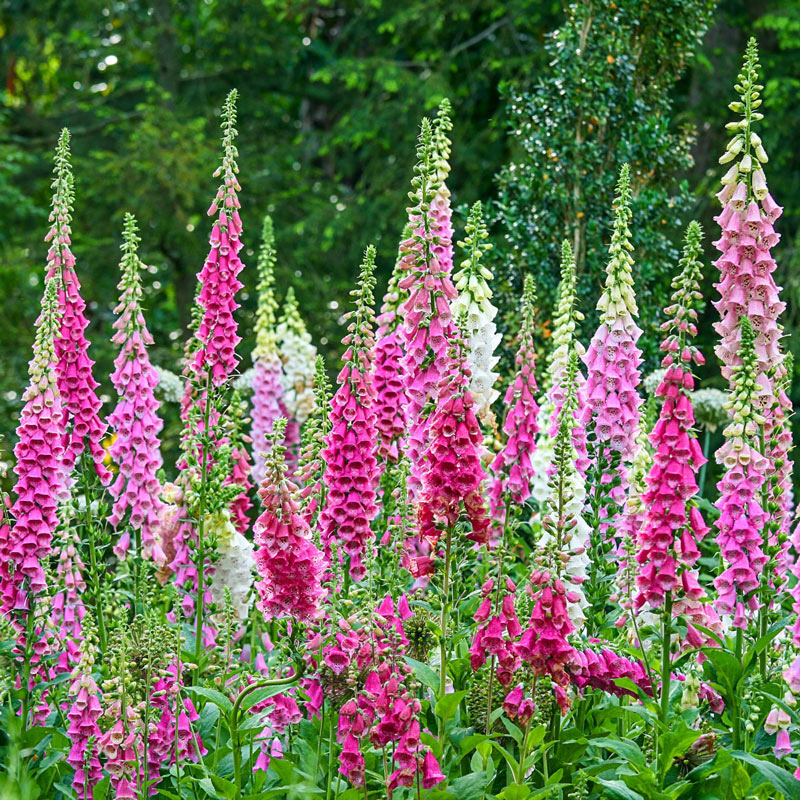 Giant Shirley Foxglove - Shop Foxglove | Spring Hill