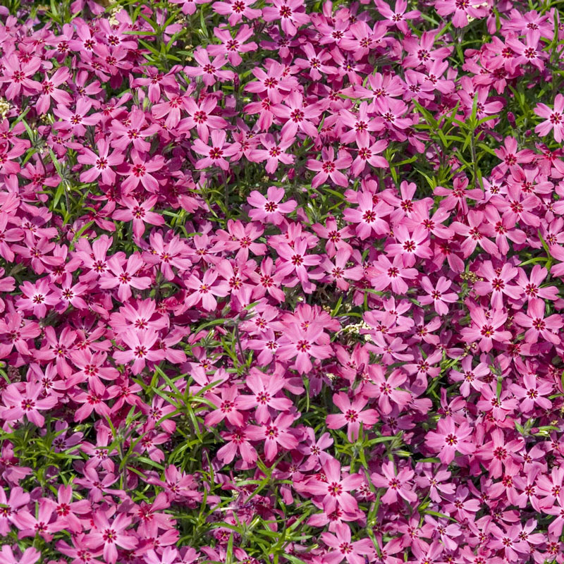 Crimson Beauty Carpet Phlox - Shop Carpet Phlox | Spring Hill