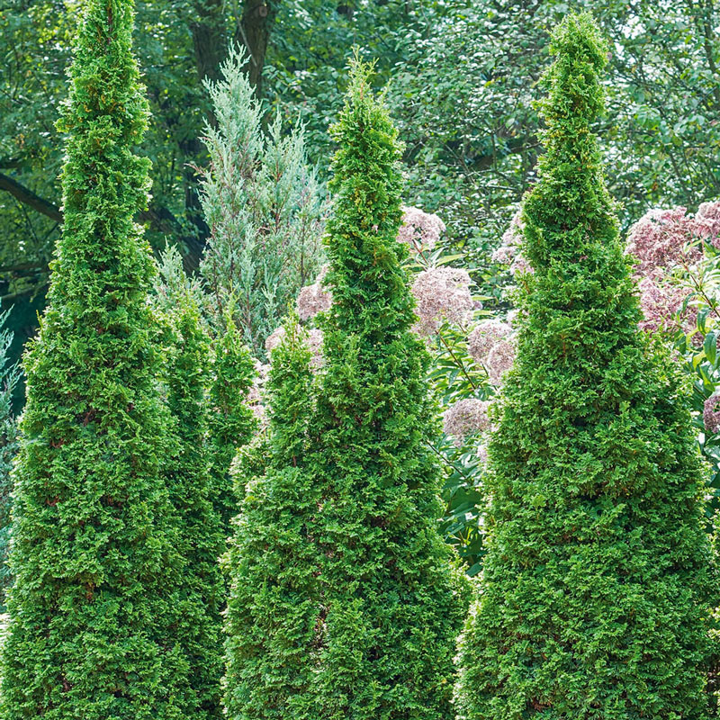 Degroot's Spire Upright Arborvitae Hedge