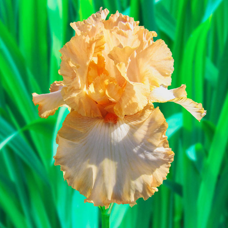 Apricot Kerfuffle Kickstart ™ Bearded Iris