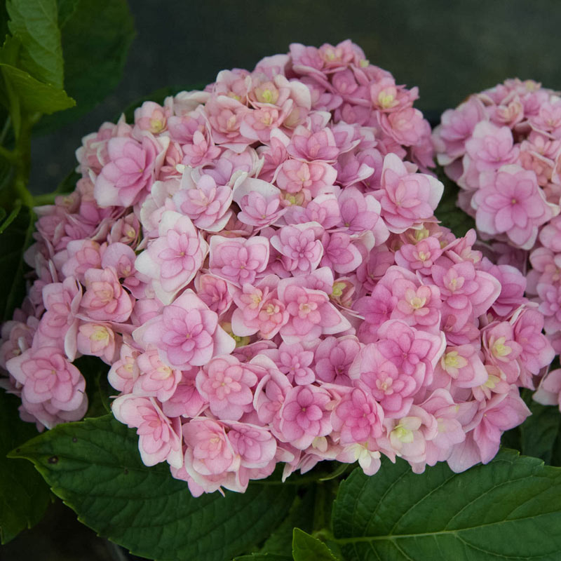 Together Hydrangea - Forever & Ever Series | Spring Hill