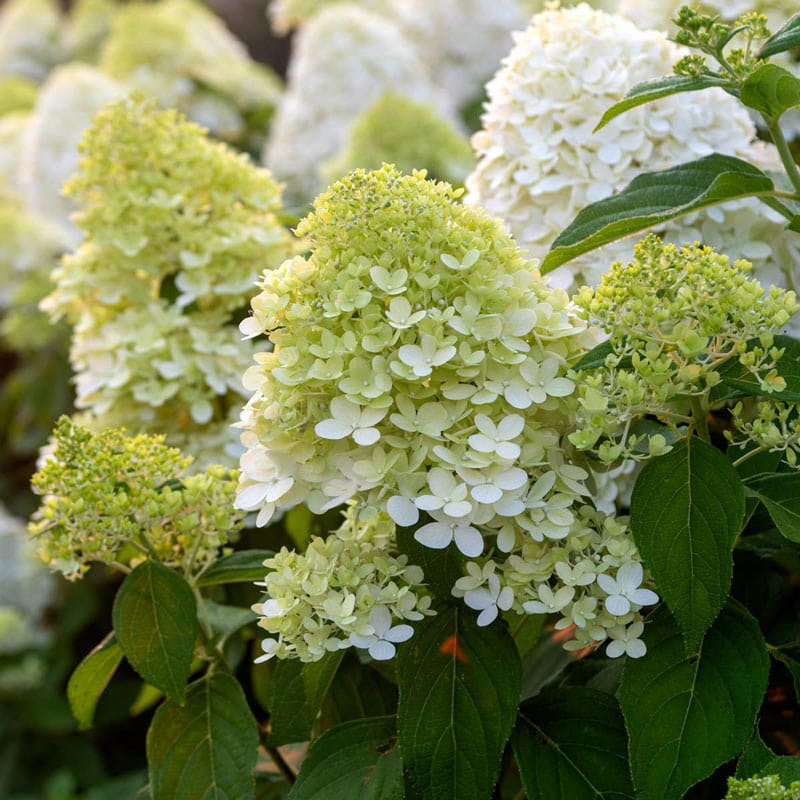 Image of Group of yellow hydrangea plants for sale