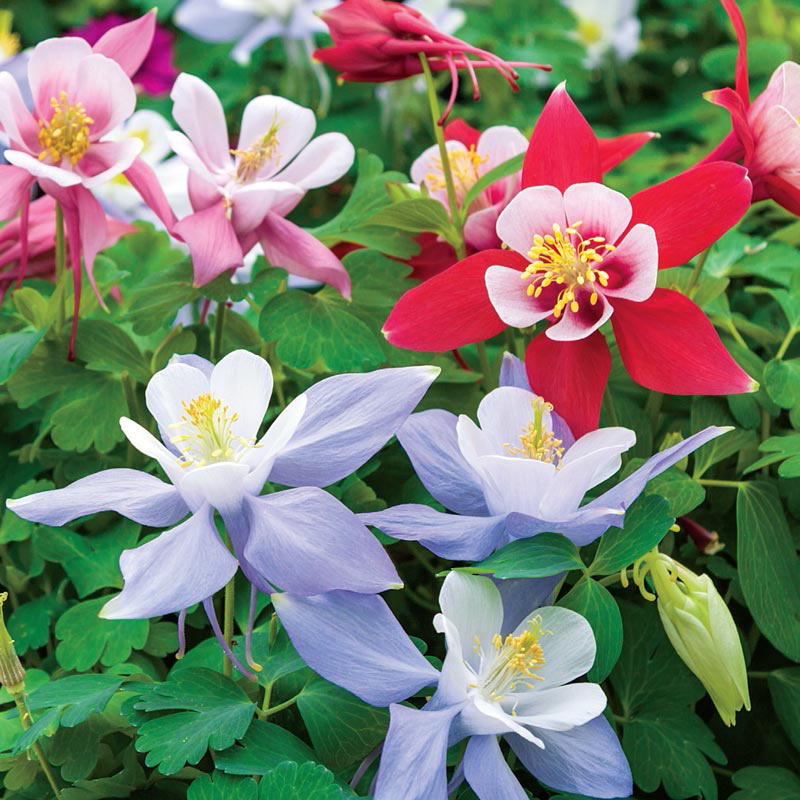 Butterfly Columbine Mix At Spring Hill Nurseries
