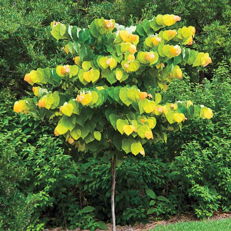 The Rising Sun Redbud Tree Buy Flowering Trees Spring Hill Nurseries