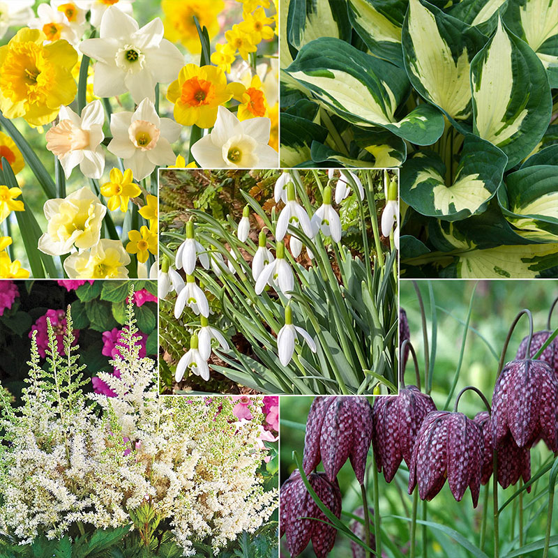 Spring Hill Nurseries | Find your Inspiration- Online Nursery