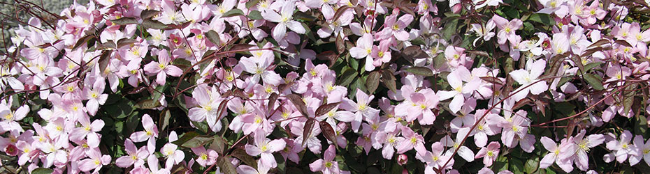Fall Shipping Clematis BOGO Sale