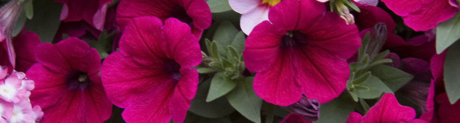 Annuals