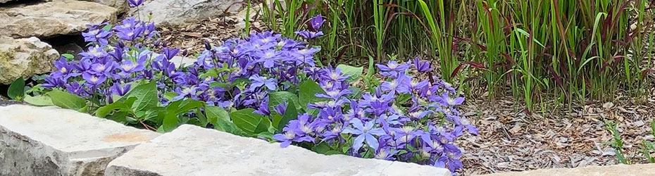 Bushy Clematis