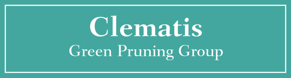 Green Pruning Clematis