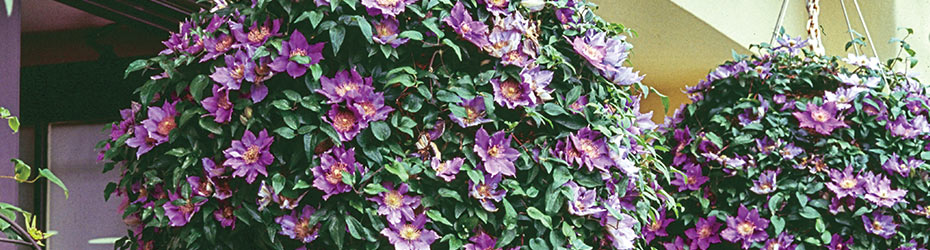 Clematis for Containers
