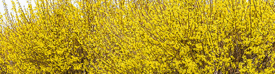 Forsythia
