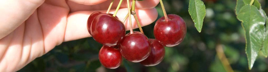 Fruit Trees