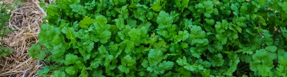 Herbs