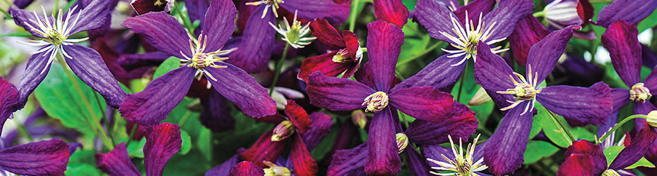 Small-Flowered Clematis