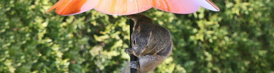 Squirrel Deterrents