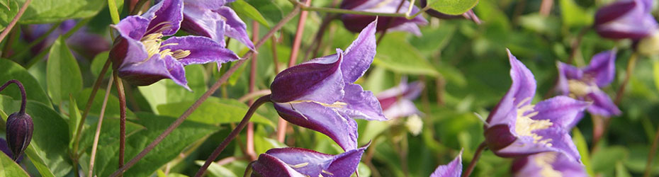 Abundant Flowering Clematis