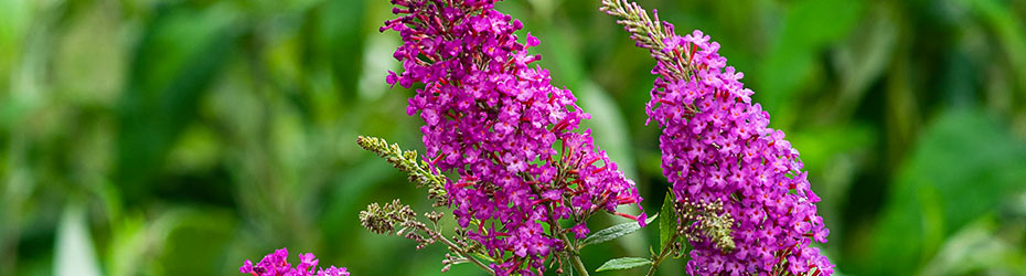 Butterfly Bushes