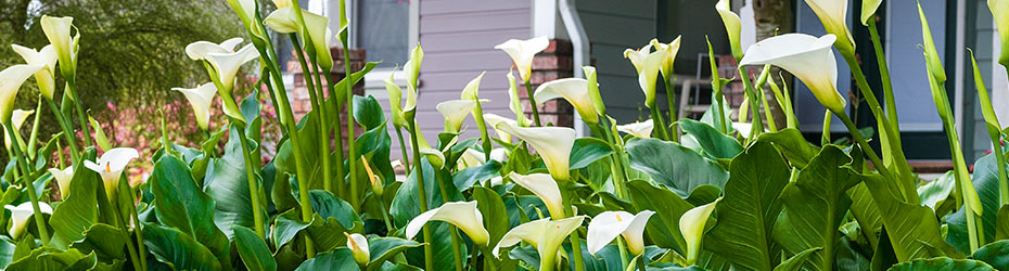 Calla Lilies