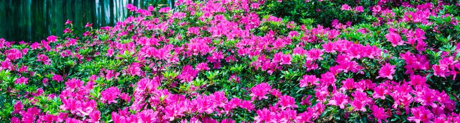 Gardening Gift Certificates