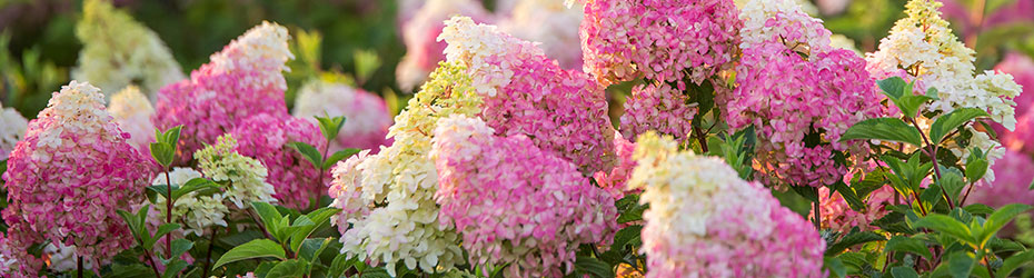 Hydrangea Bushes